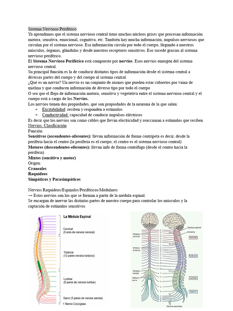Clase 6 Imprimir | PDF | Nervio | Sistema nervioso