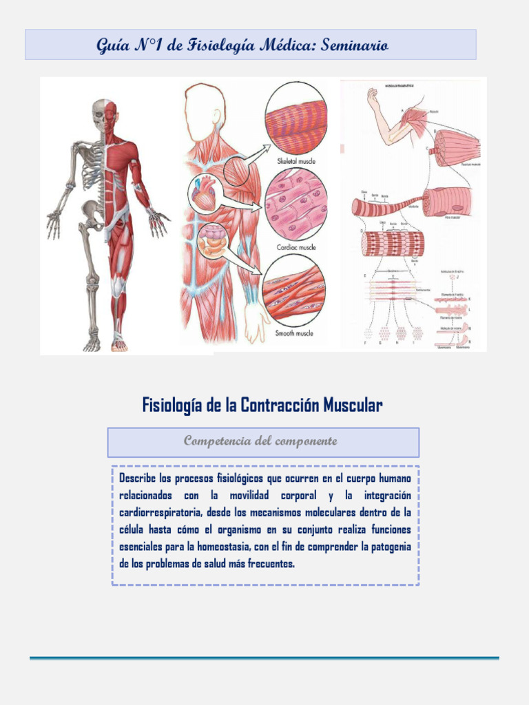 Guía #1 de Fisiologia II-3 (1) 000000000000000000000 | PDF | Músculo ...