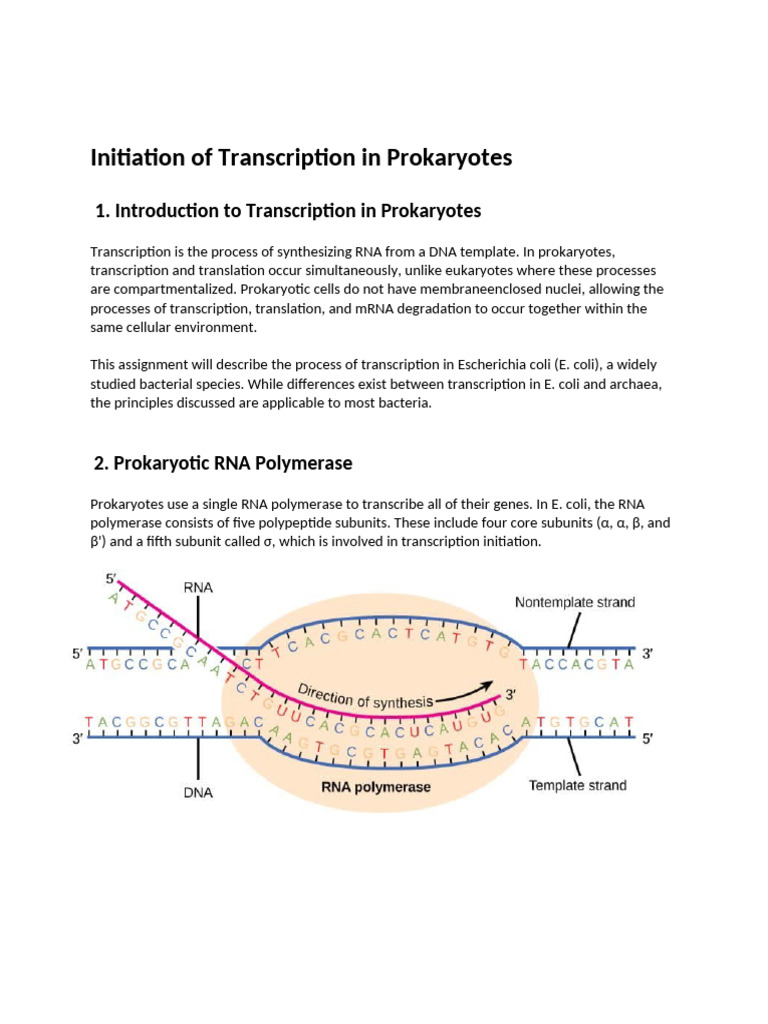 Initiation of Transcription in Prokaryotes | PDF | Promoter (Genetics ...