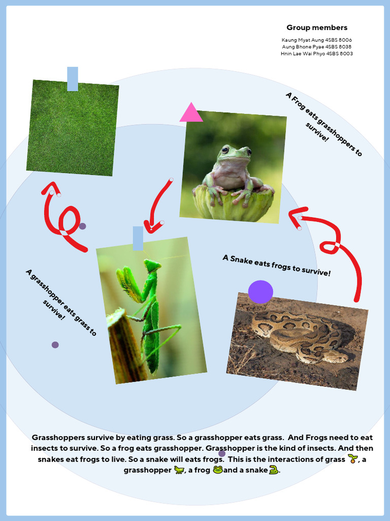 Grass-Frog-Snake Food Chain Explained | PDF