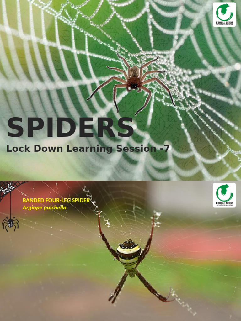 Spidersofmadhyapradesh 200502150028 | PDF | Spider | Arthropods