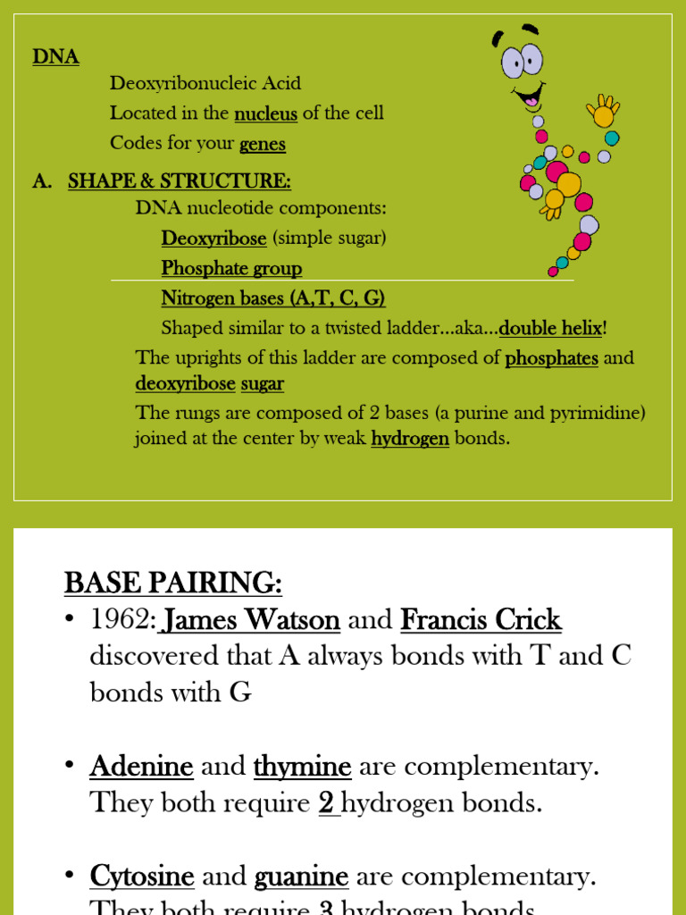 Protein Synthesis PPT Part 1 | PDF | Dna | Rna