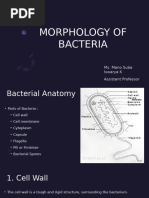 Understanding Bacterial Structures | PDF | Cell (Biology) | Bacteria