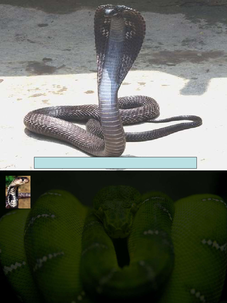Visual Reference: Snake Bite Management Guidelines Pdf