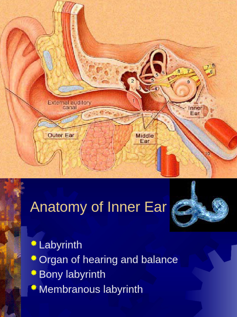 Inner Ear Anatomy and Function | PDF | Auditory System | Hearing