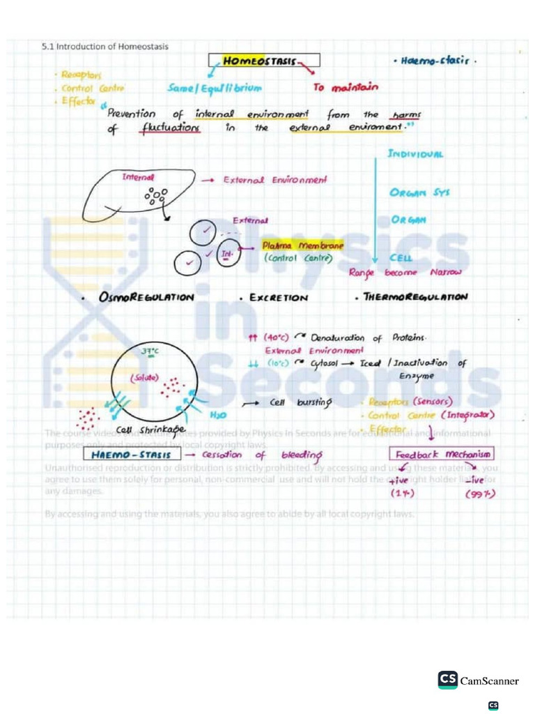 Homeostasis Notes | PDF