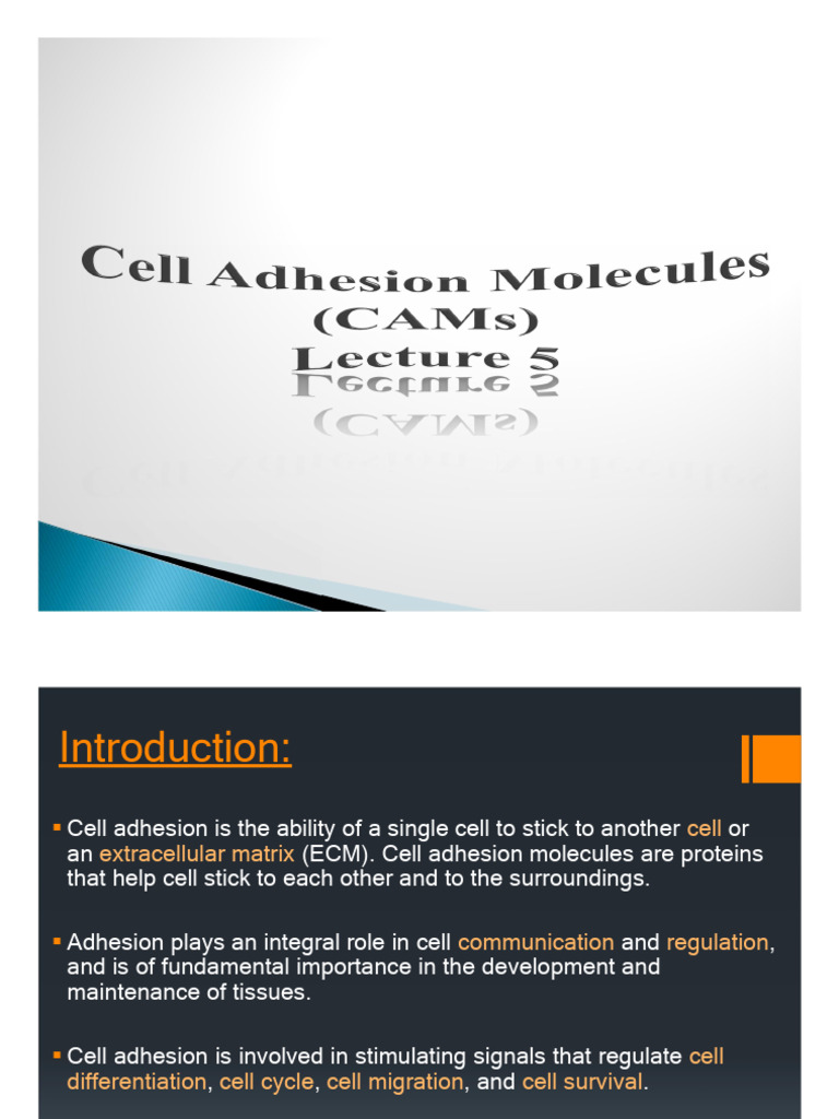 Understanding Cell Adhesion Molecules | PDF | Cell Adhesion | Anatomy