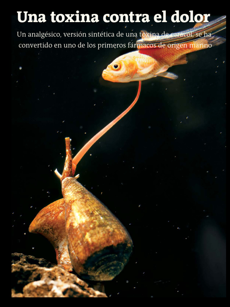Prialt: Analgésico Marino Innovador | PDF | Dolor | Sinapsis
