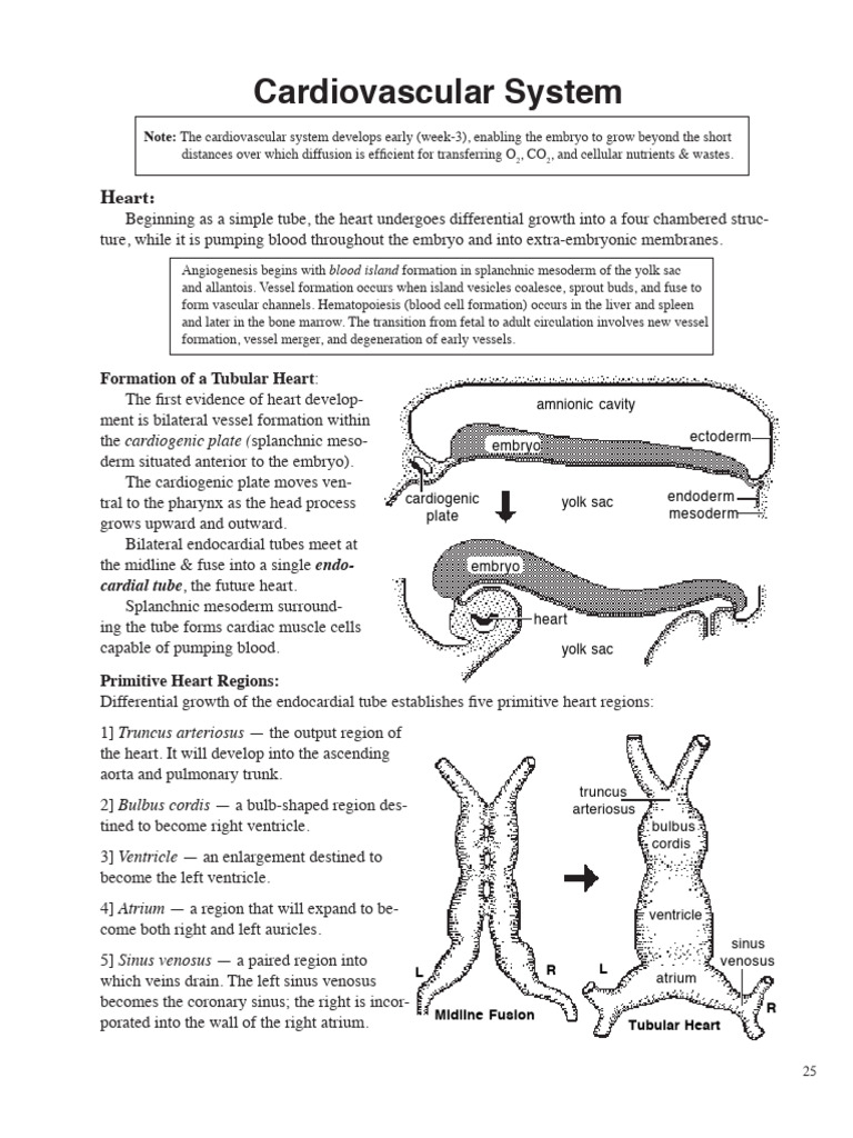 Embryonic Heart Development Process | PDF | Aorta | Heart Valve