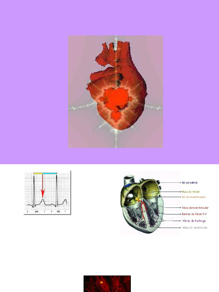Sintergetica y Cardiologia Jicp | PDF | Endotelio | Corazón