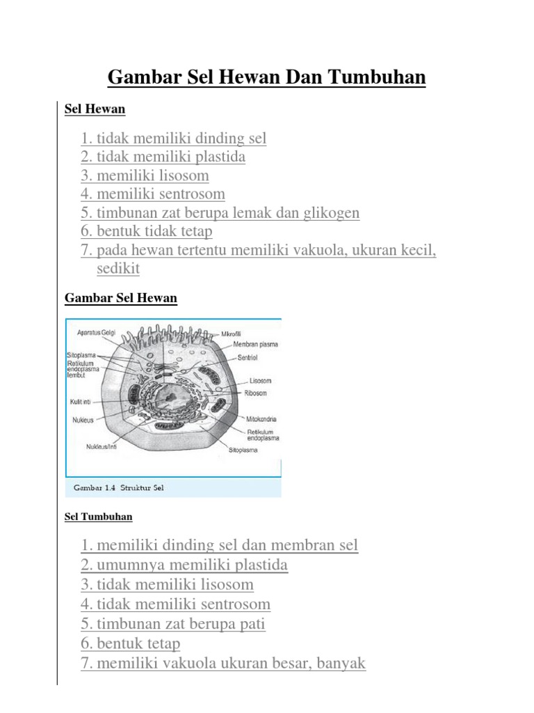  Gambar  Sel  Hewan  Yang  Mudah  Untuk Digambar  Info Terkait 