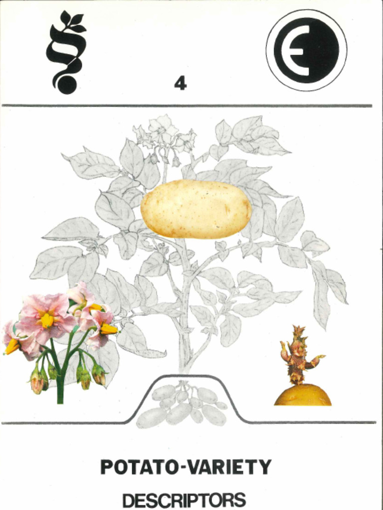 Descriptors Potato Variety | PDF