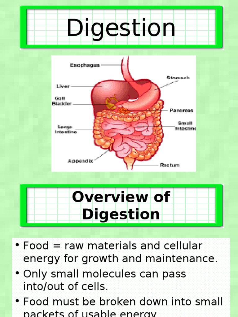 Digestion | Digestion | Stomach