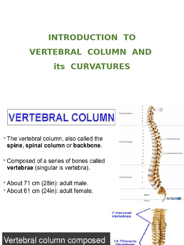 Introduction To Vertebral Column and Curvatures | PDF