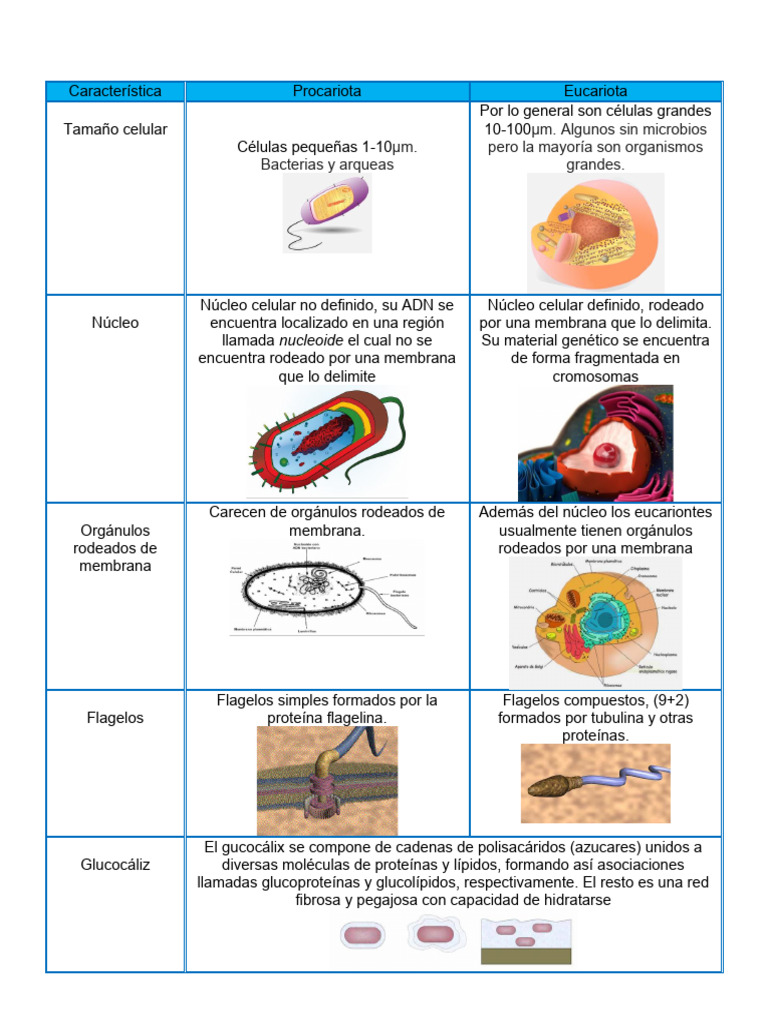 Comparativa entre células procariotas y eucariotas | PDF | Biología ...