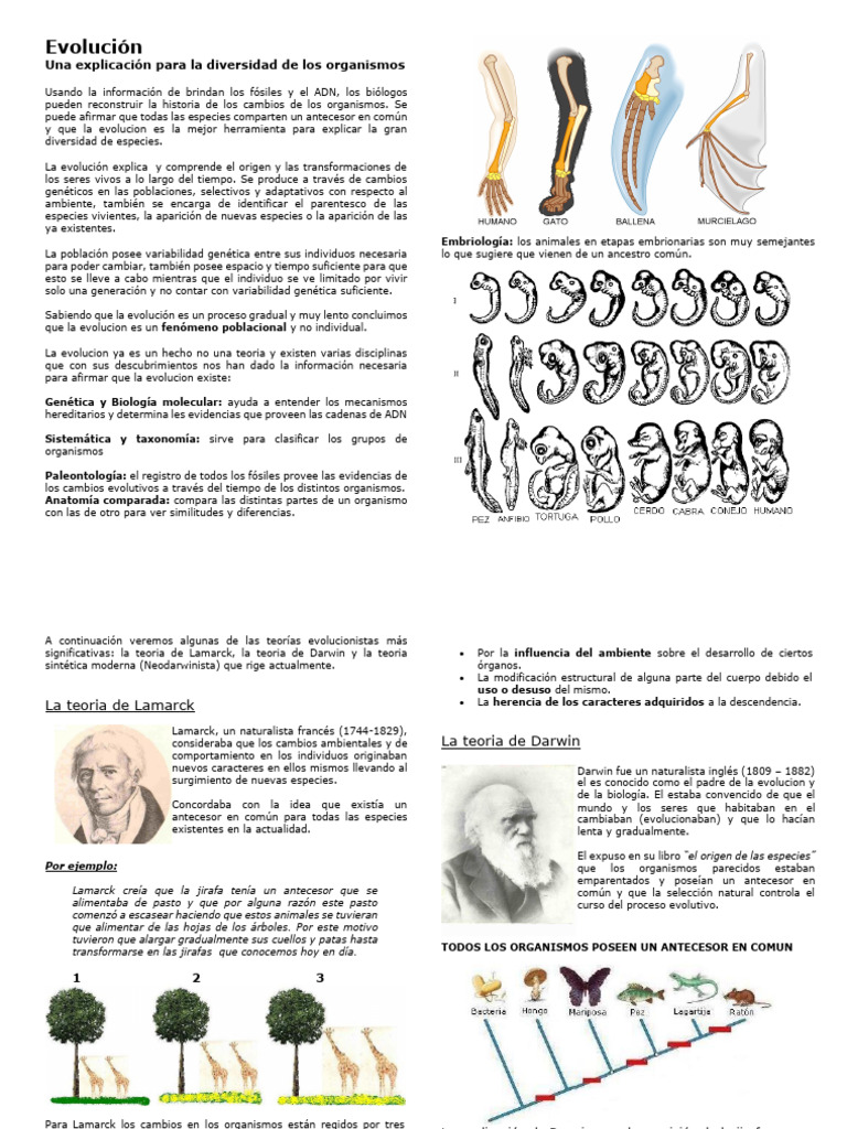 Evolución: Diversidad y Teorías Clave | PDF | Evolución | Seleccion natural