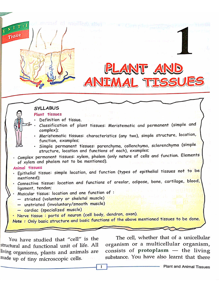 Plants and Animal Tissue | PDF