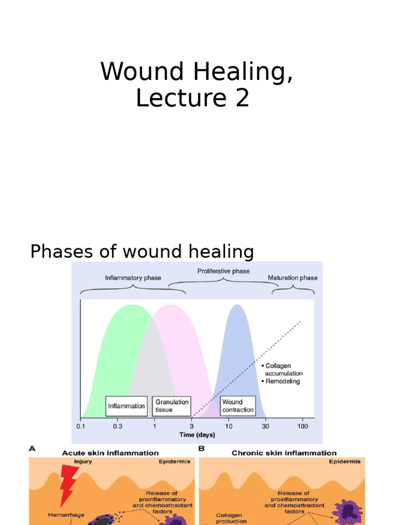 Phases of Wound Healing Explained | PDF | Wound | Wound Healing