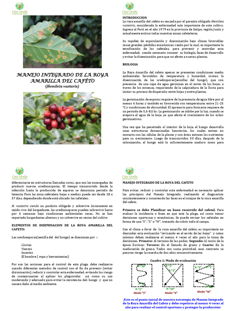 Manejo de la Roya Amarilla del Cafeto | PDF | café | Germinación