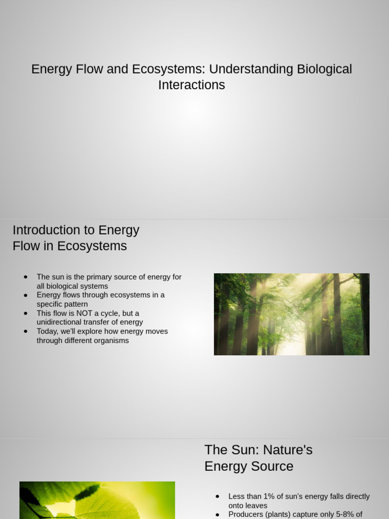 Energy Flow in Ecosystems Explained | PDF | Ecosystem | Food Web