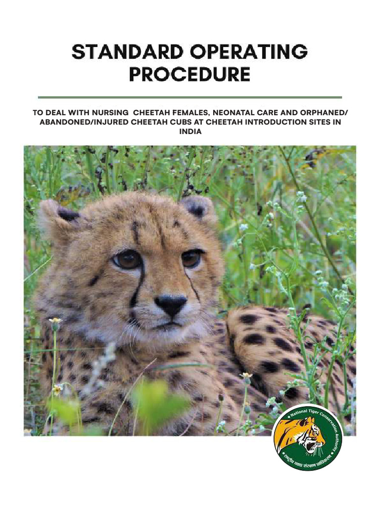 SOP Cheetah Females and Cubs 2024 Compressed | PDF | Predation | Zoology