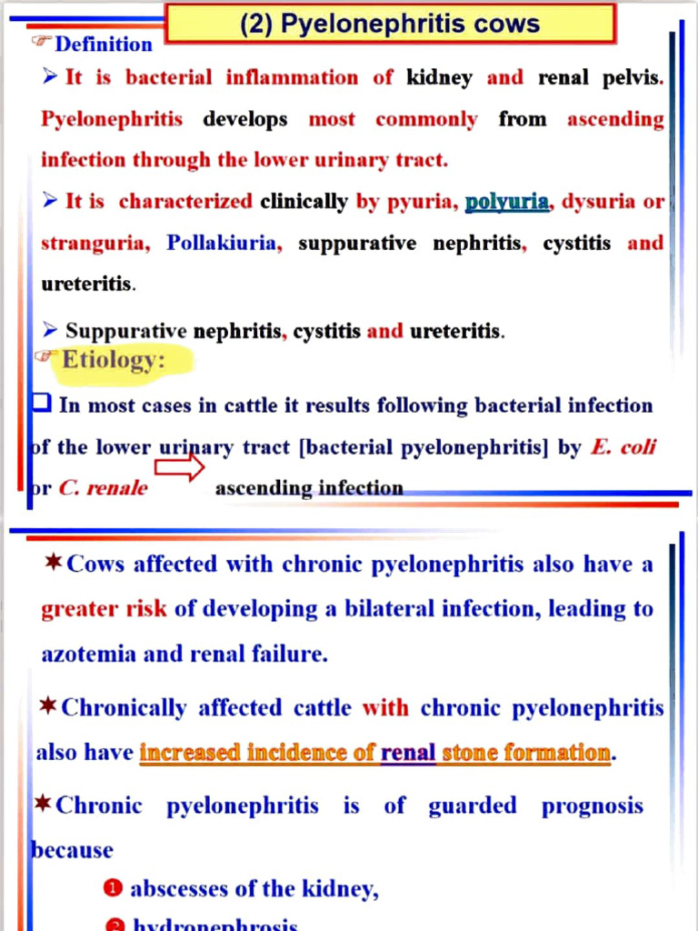 Understanding Bacterial Pyelonephritis in Cattle | PDF