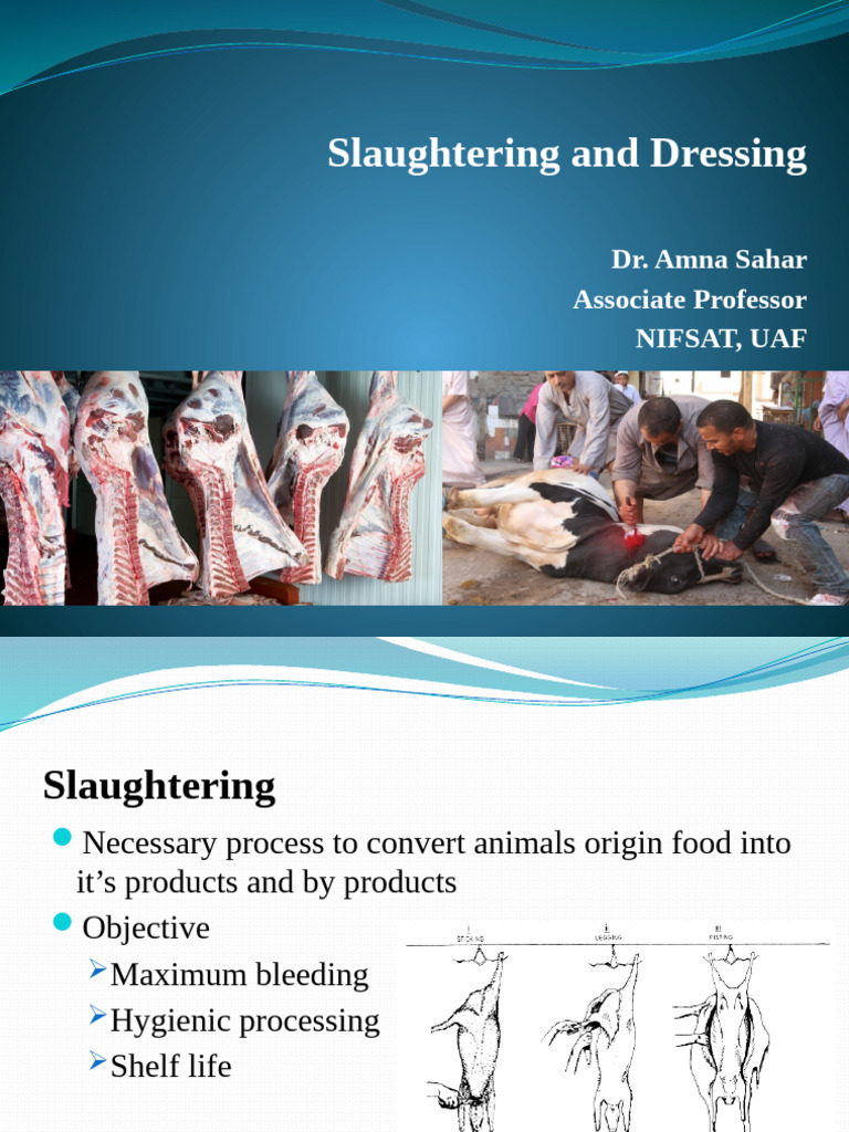 Slaughtering and Dressing Chapter 3 | PDF | Meat | Neck