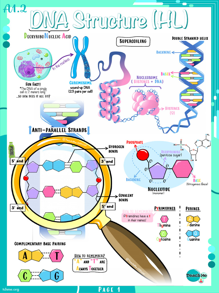 Labeling DNA Structure Components | PDF | Dna | Nucleotides