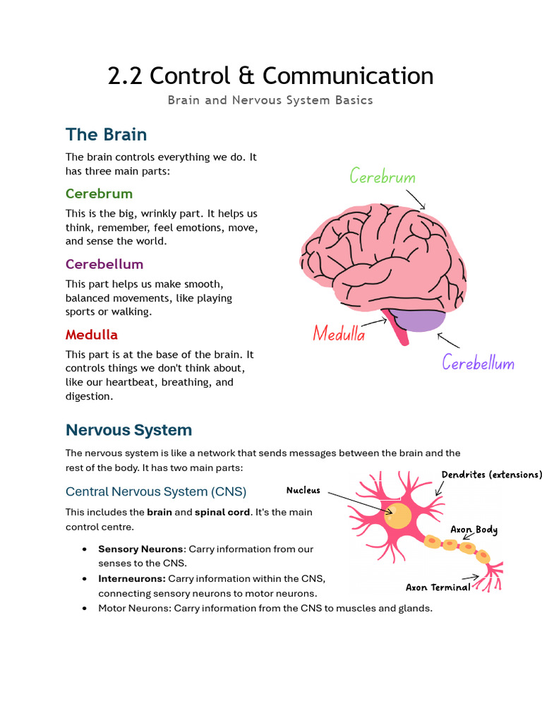 Brain and Nervous System Overview | PDF | Central Nervous System | Hormone