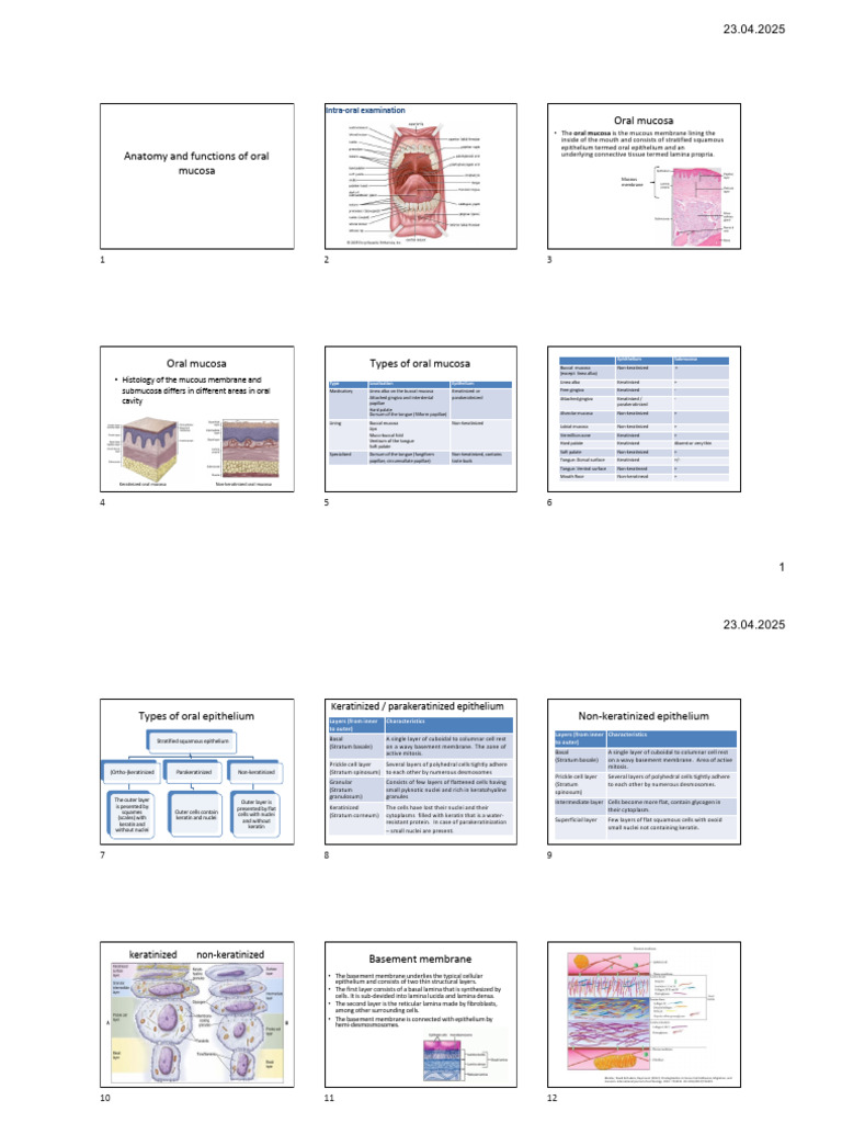 Specialized Oral Mucosa Overview | PDF | Epithelium | Tongue