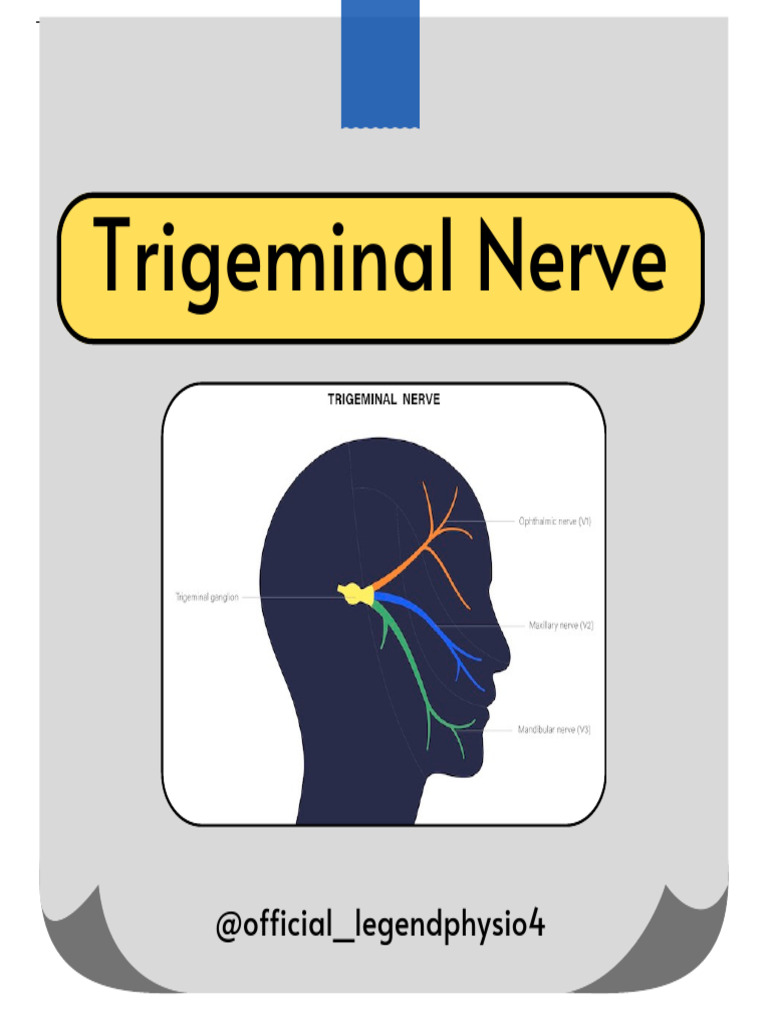 Trigeminal Nerve | PDF