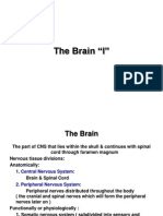 11-The Brain 1 E-Learning