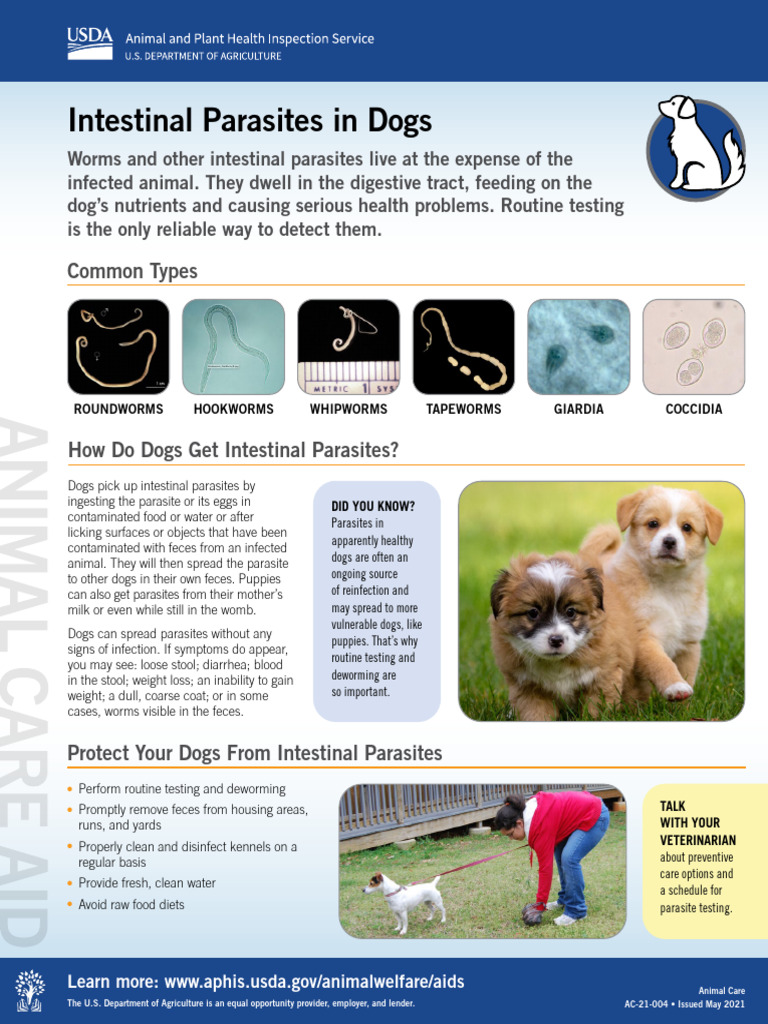 Intestinal Parasites in Dogs: Symptoms & Care | PDF | Parasitism | Dogs