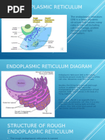 SER vs RER: Functions and Differences | PDF | Endoplasmic Reticulum ...