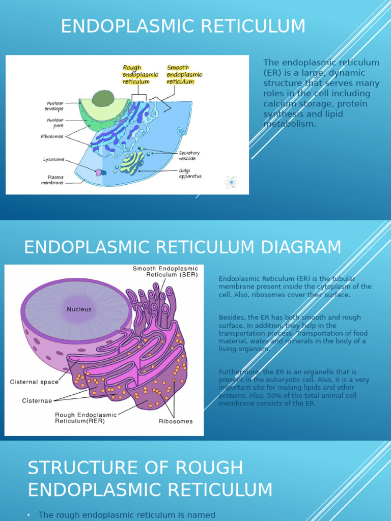 Endoplasmic Reticulum Overview and Diagram | PDF | Endoplasmic ...