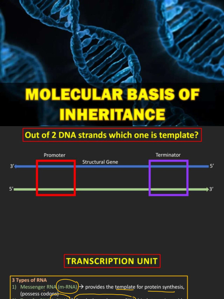 Molecular Basis of Inharitance (PART-8) - Compressed | PDF