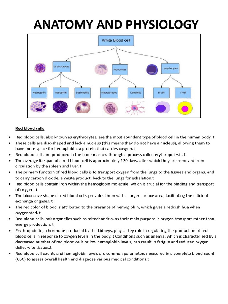 Anatomy and Physiology of Blood Cells | PDF | Atrium (Heart) | Heart Valve