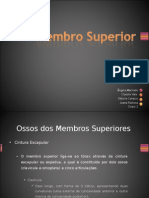 Ossos e músculos dos membros superiores