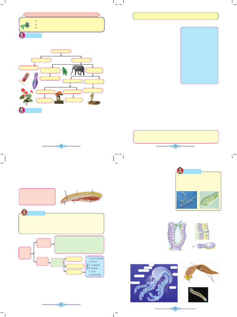 Animal Classification Criteria Explained | PDF | Mollusca | Sponge