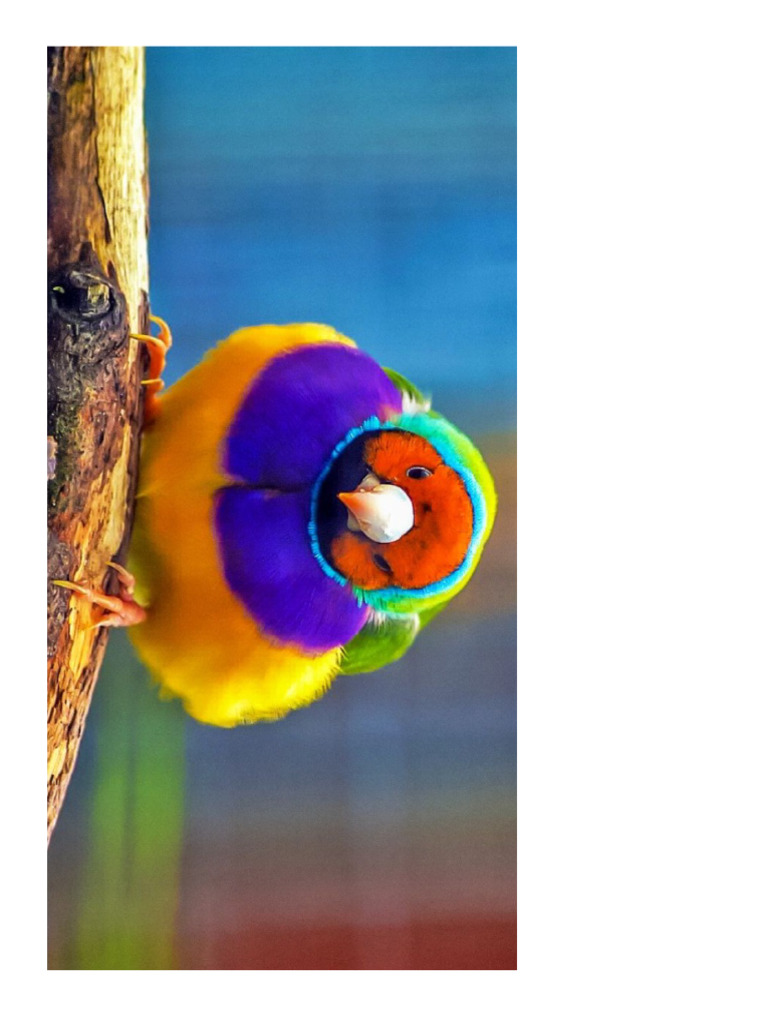 Imagenes Coloridas 5 | PDF