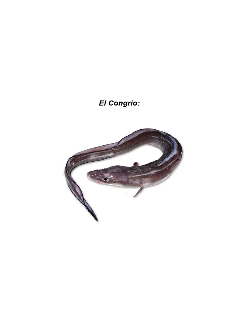 Congrio 2 | PDF | Pescado