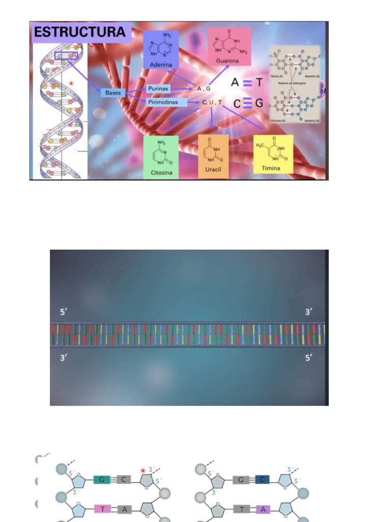 Adn | PDF