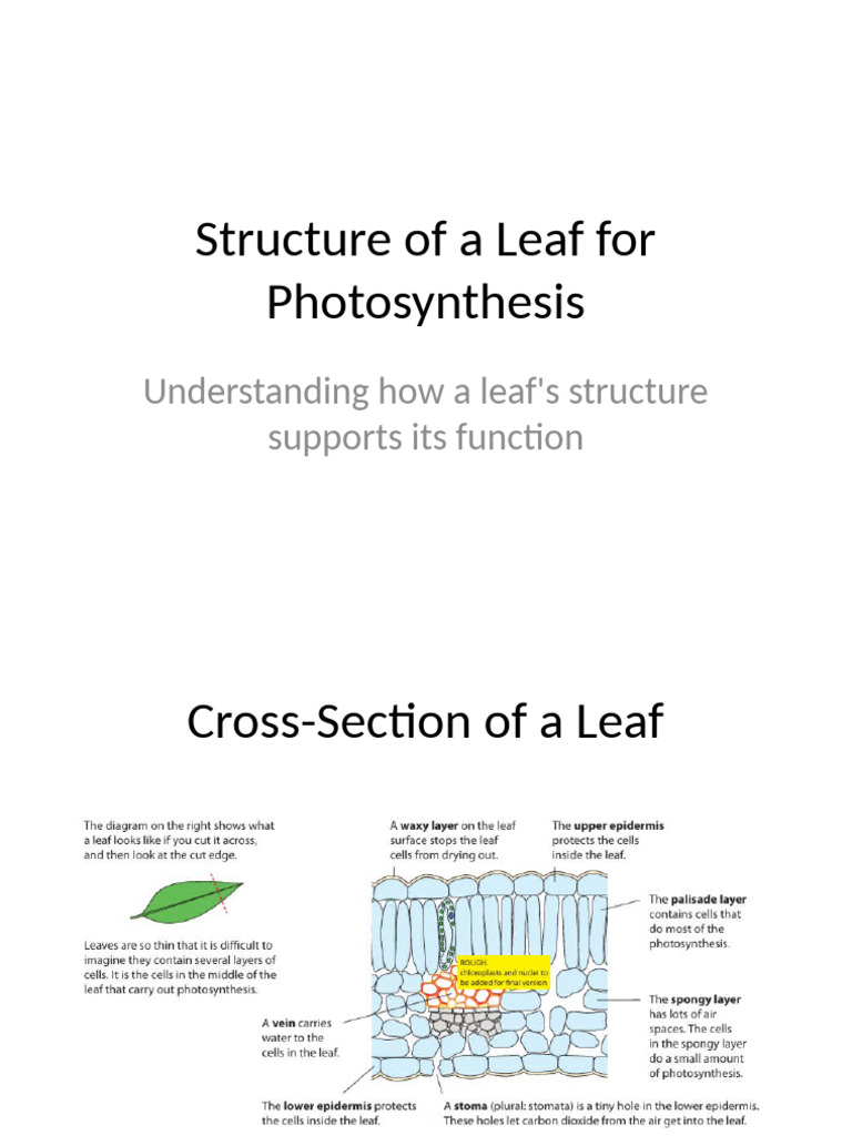 Leaf Structure for Photosynthesis | PDF