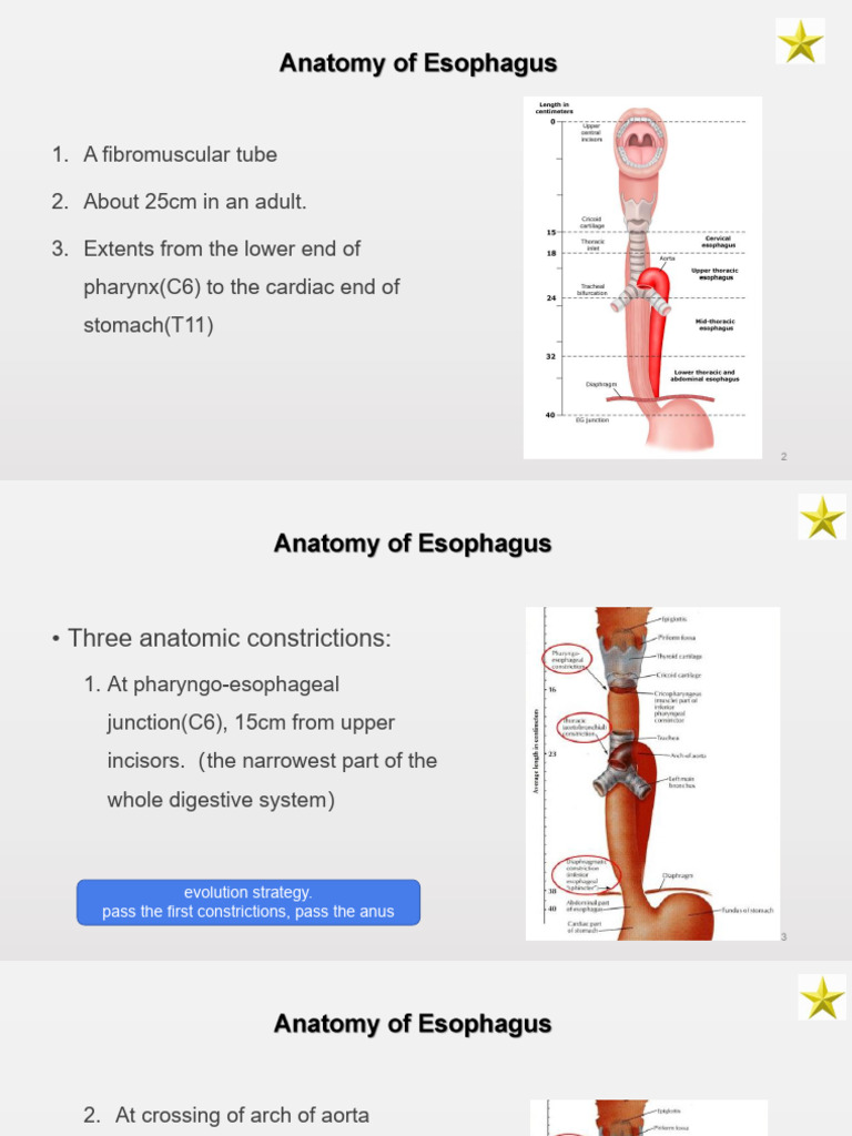 Oesophageal Constrictions Overview | PDF