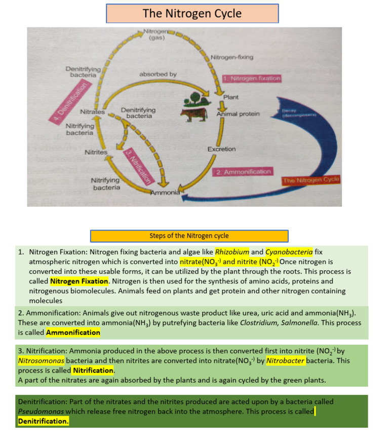 Understanding the Nitrogen Cycle Steps | PDF