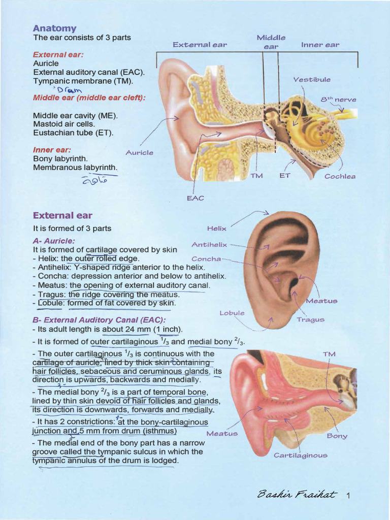 Ear Anatomy: Middle & Inner Ear Structure | PDF | Ear | Auditory System
