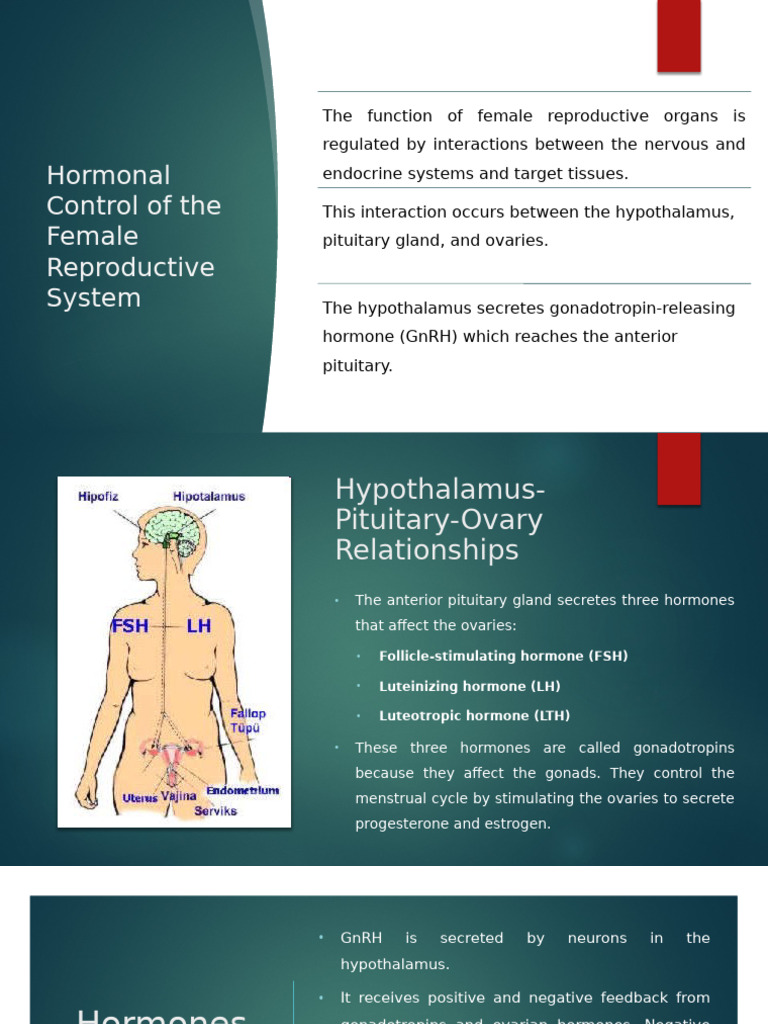 Hormonal Regulation of Female Reproduction | PDF | Menstrual Cycle ...