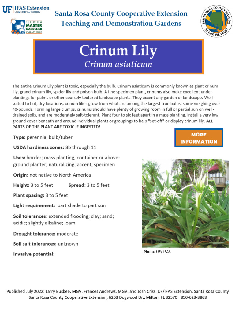 Crinum Lily Care and Planting Guide | PDF