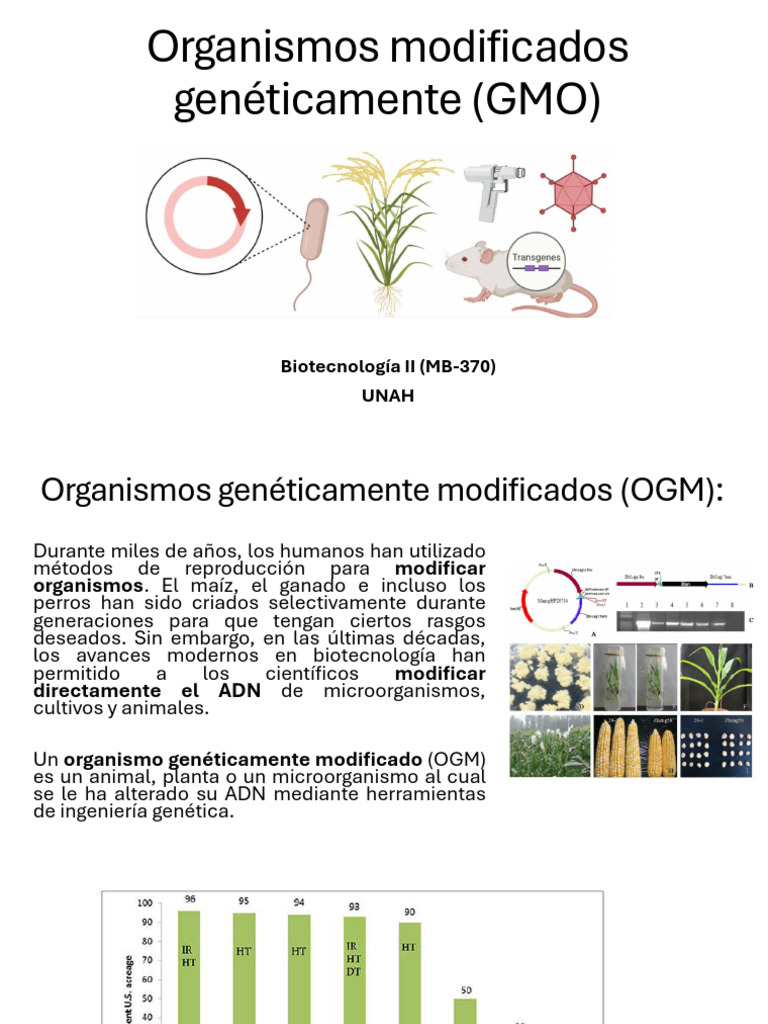 Organismos Genéticamente Modificados | PDF | Organismo genéticamente ...