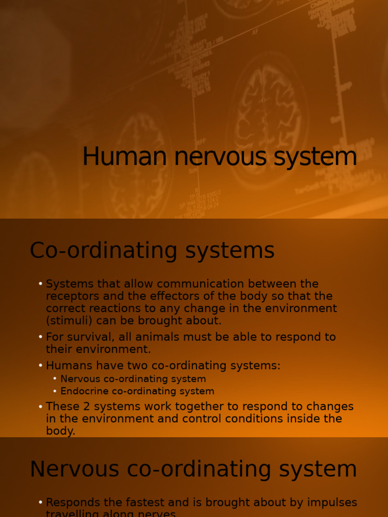 Overview of the Human Nervous System | PDF | Ear | Neuron
